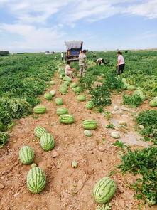 嘉禾望岗娱乐吃瓜地